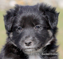 Black and white Female border collie puppy